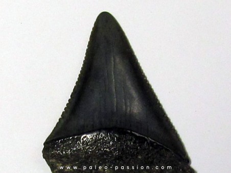 fossil shark tooth great white: Carcharodon carcharias (16)