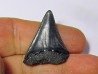 fossil shark tooth great white: Carcharodon carcharias (16) fossil shark tooth great white: Carcharodon carcharias (16)