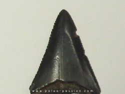 dent fossile du GRAND REQUIN BLANC: Carcharodon carcharias (17)