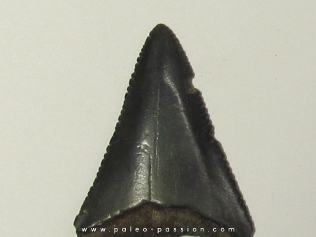 fossil shark tooth great white: Carcharodon carcharias (17)