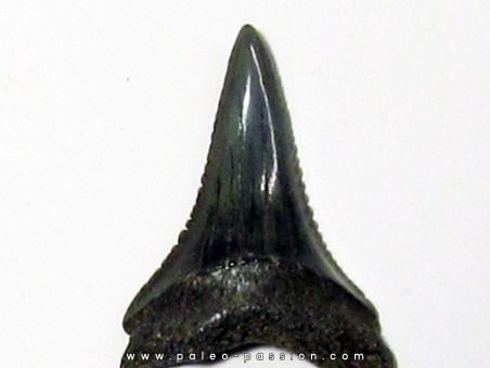 fossil shark tooth great white: Carcharodon carcharias (18)