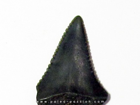 fossil shark tooth great white: Carcharodon carcharias (19)