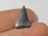 fossil shark tooth great white: Carcharodon carcharias (19)