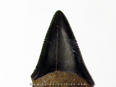 fossil shark tooth great white: Carcharodon carcharias (20)
