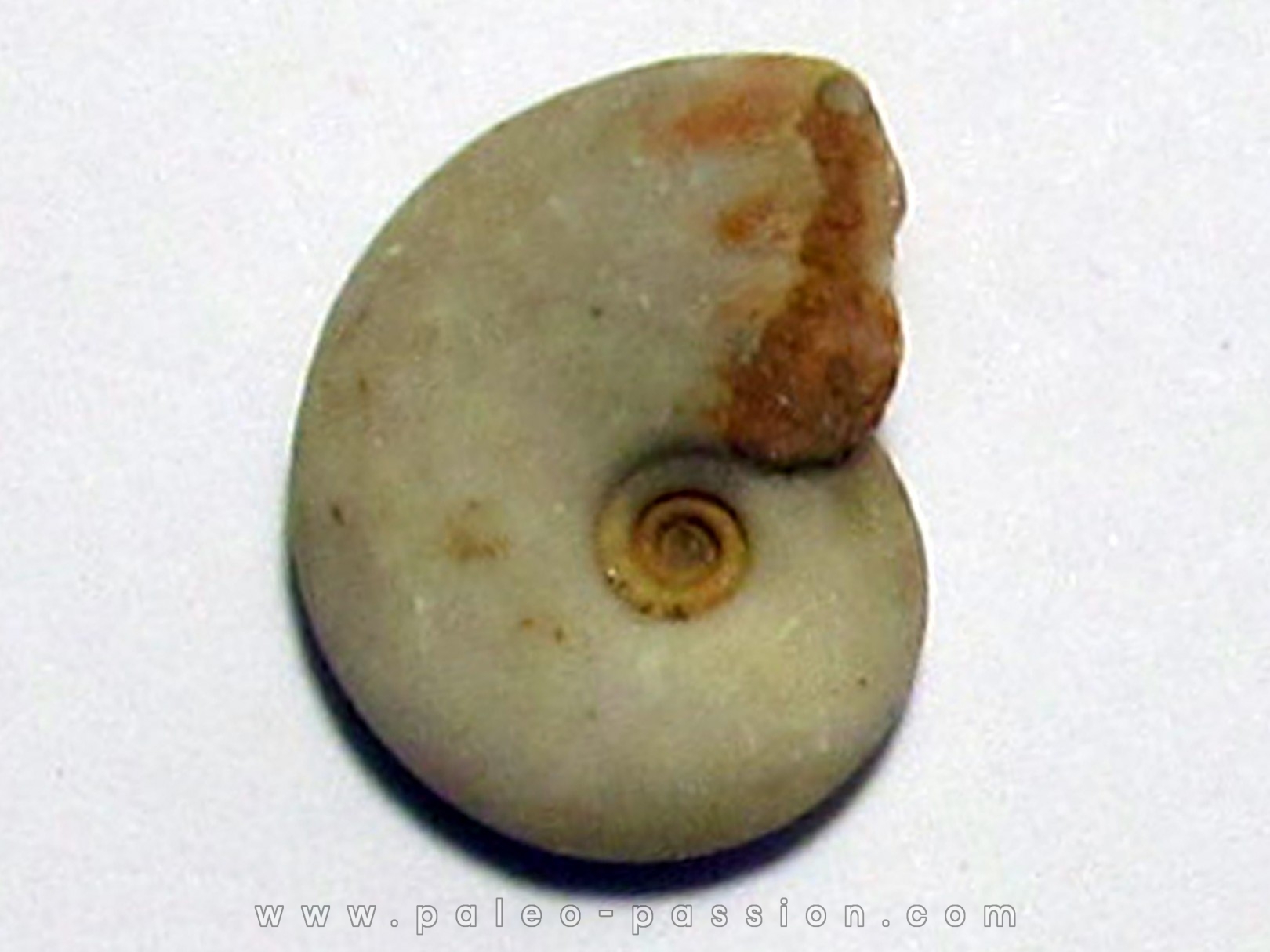 MEEKOCERAS PAUCESCULPTATUM (2)