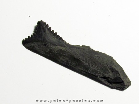 shark teeth: EDESTUS HEINRICHI (3)