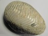 nautilus CYMATOCERAS SAKALAVUM (4)