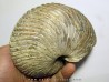 nautilus CYMATOCERAS SAKALAVUM (4)