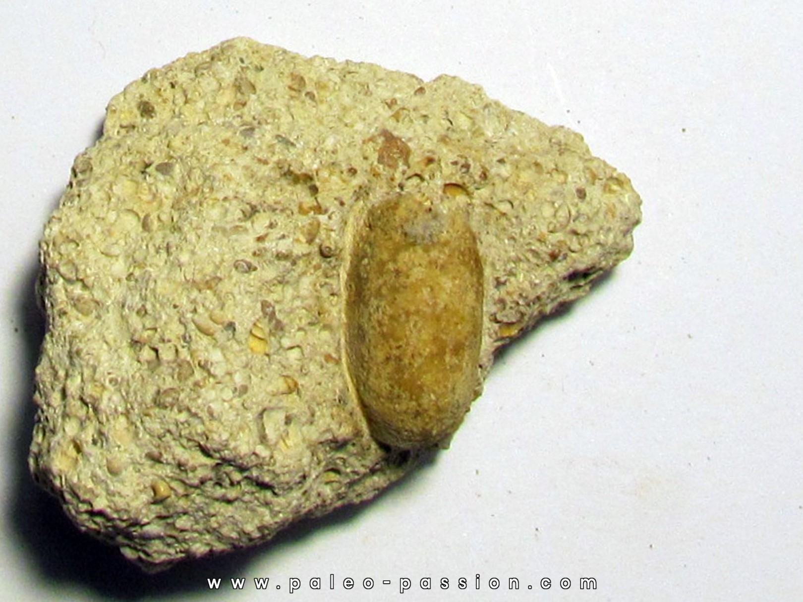 SNAKE EGG - OPHIDIENOVUM sp. (3) SNAKE EGG - OPHIDIENOVUM sp. (3)