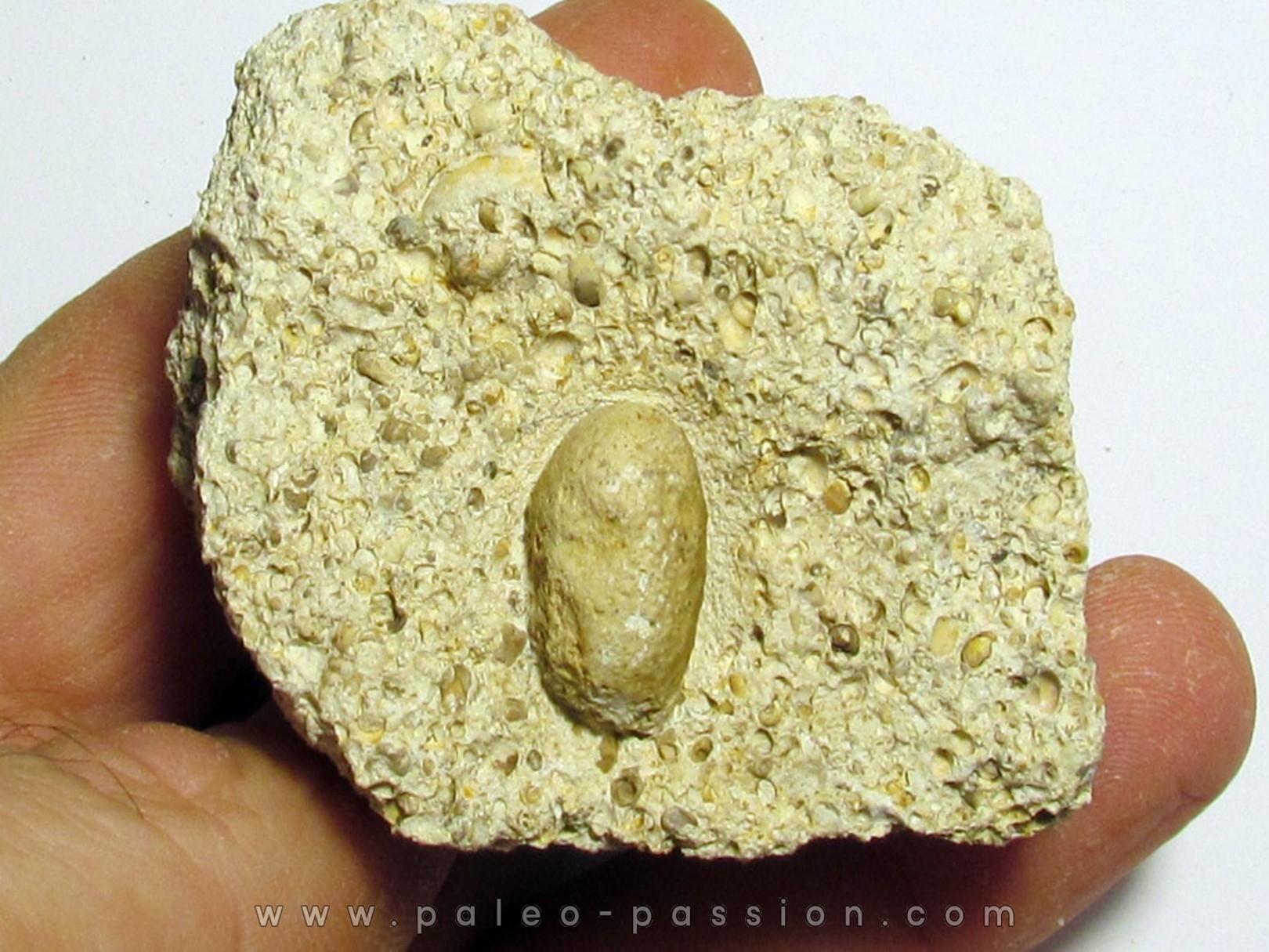 SNAKE EGG - OPHIDIENOVUM sp. (4) SNAKE EGG - OPHIDIENOVUM sp. (4)