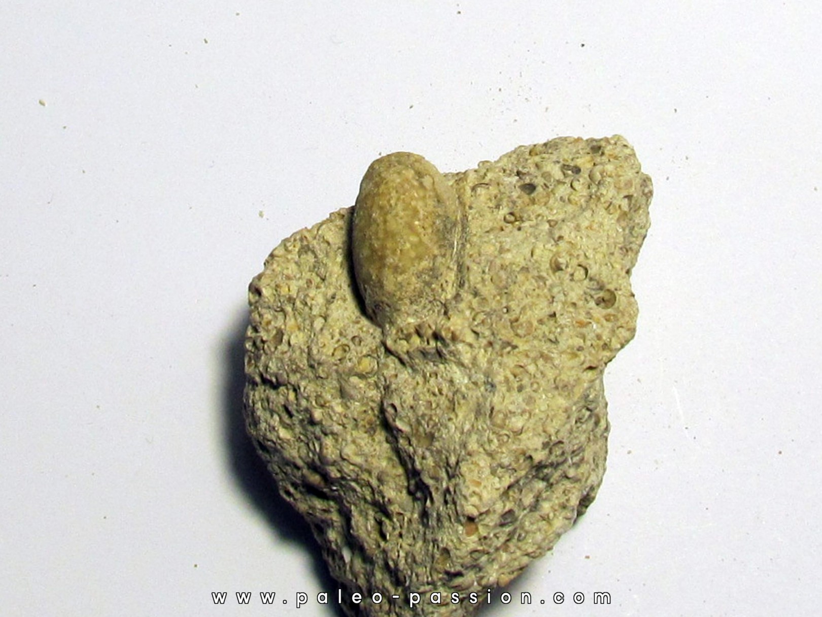 OEUF DE SERPENT: OPHIDIENOVUM sp. (5) OEUF DE SERPENT: OPHIDIENOVUM sp. (5)