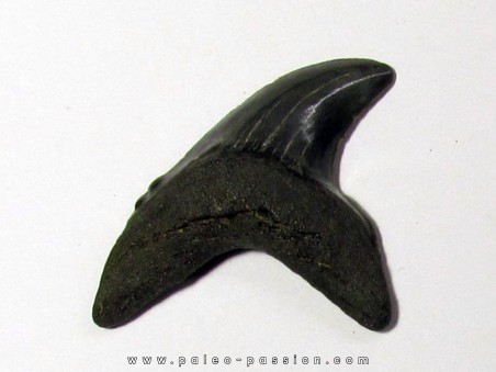 dent de requin renard - Alopias Grandis (1)