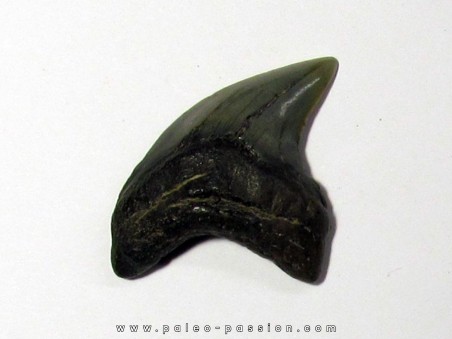 dent de requin renard - Alopias Grandis (2)