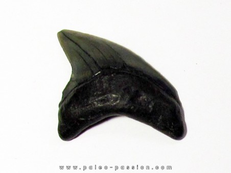 dent de requin renard - Alopias Grandis (3)
