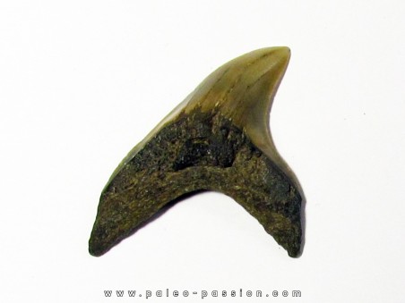 dent de requin renard - Alopias Grandis (4)