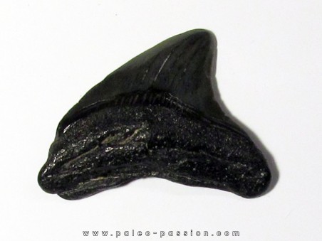 shark teeth: CARCHARODON MEGALODON (35)
