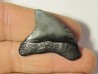 shark teeth: CARCHARODON MEGALODON (35)