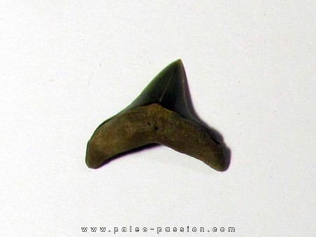 dent de requin renard - Alopias hermani (1)