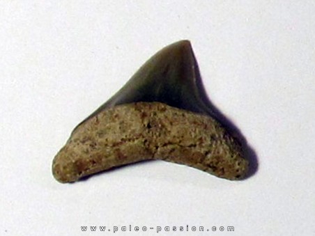 dent de requin renard - Alopias hermani (2)