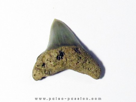 dent de requin renard - Alopias hermani (3)