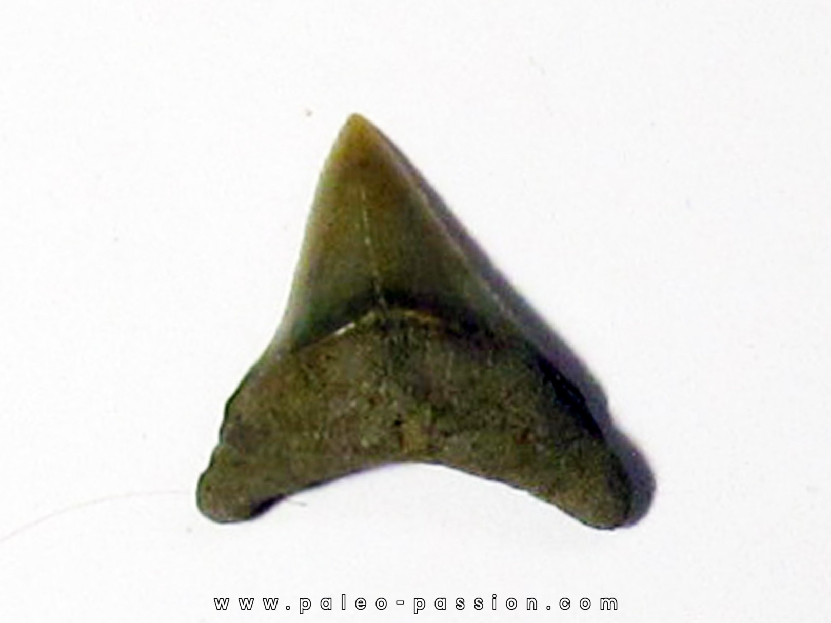 Thresher Shark - Alopias hermani (4) Thresher Shark - Alopias hermani (4)