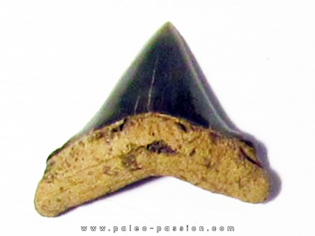 dent de requin renard - Alopias hermani (5)