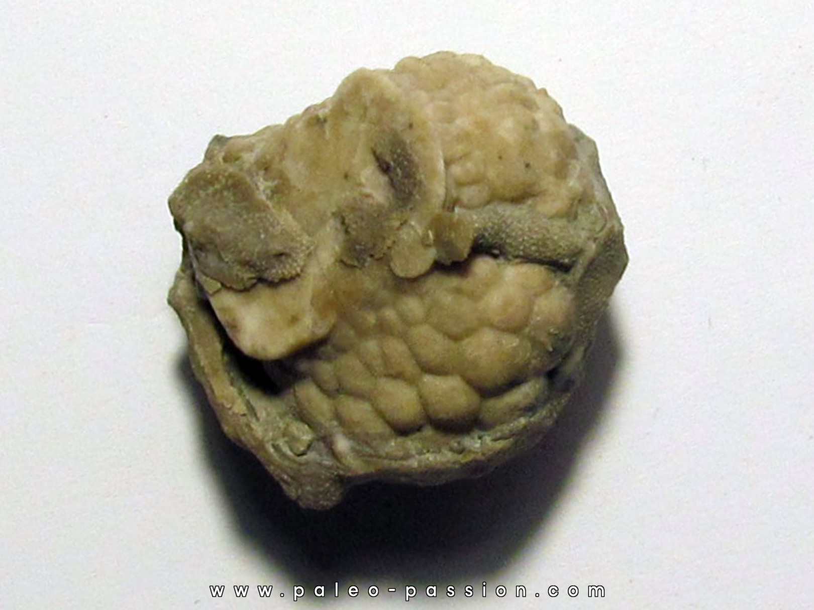 Cystoides PAULICYSTIS DENSUS (3) Cystoides PAULICYSTIS DENSUS (3)