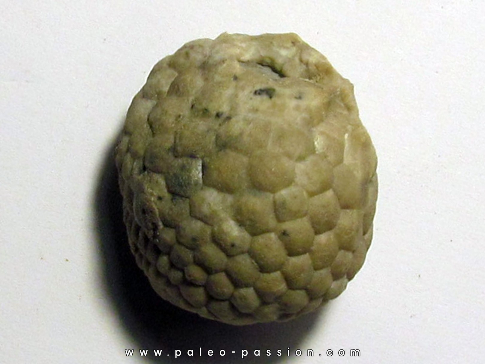 Cystoides PAULICYSTIS DENSUS (4) Cystoides PAULICYSTIS DENSUS (4)