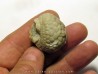 Cystoides PAULICYSTIS DENSUS (4) Cystoides PAULICYSTIS DENSUS (4)