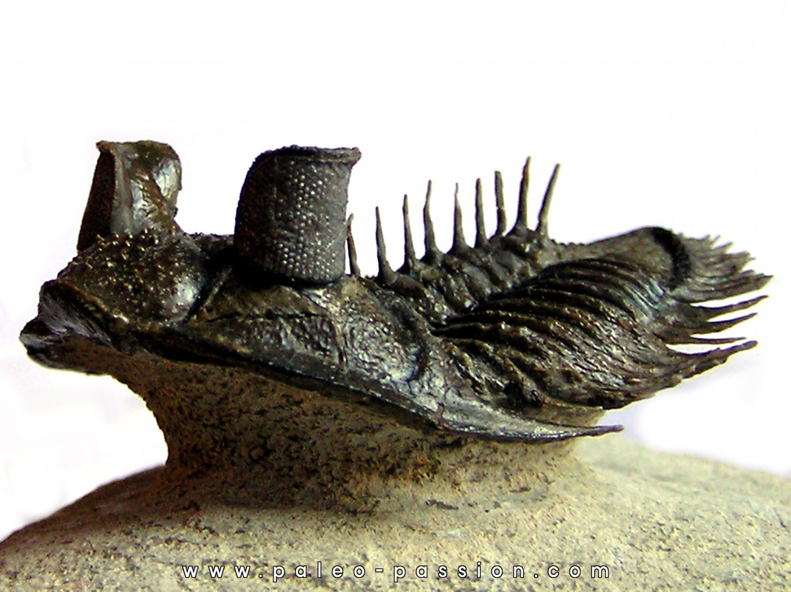 ERBENOCHILE ERBENI ERBENOCHILE ERBENI