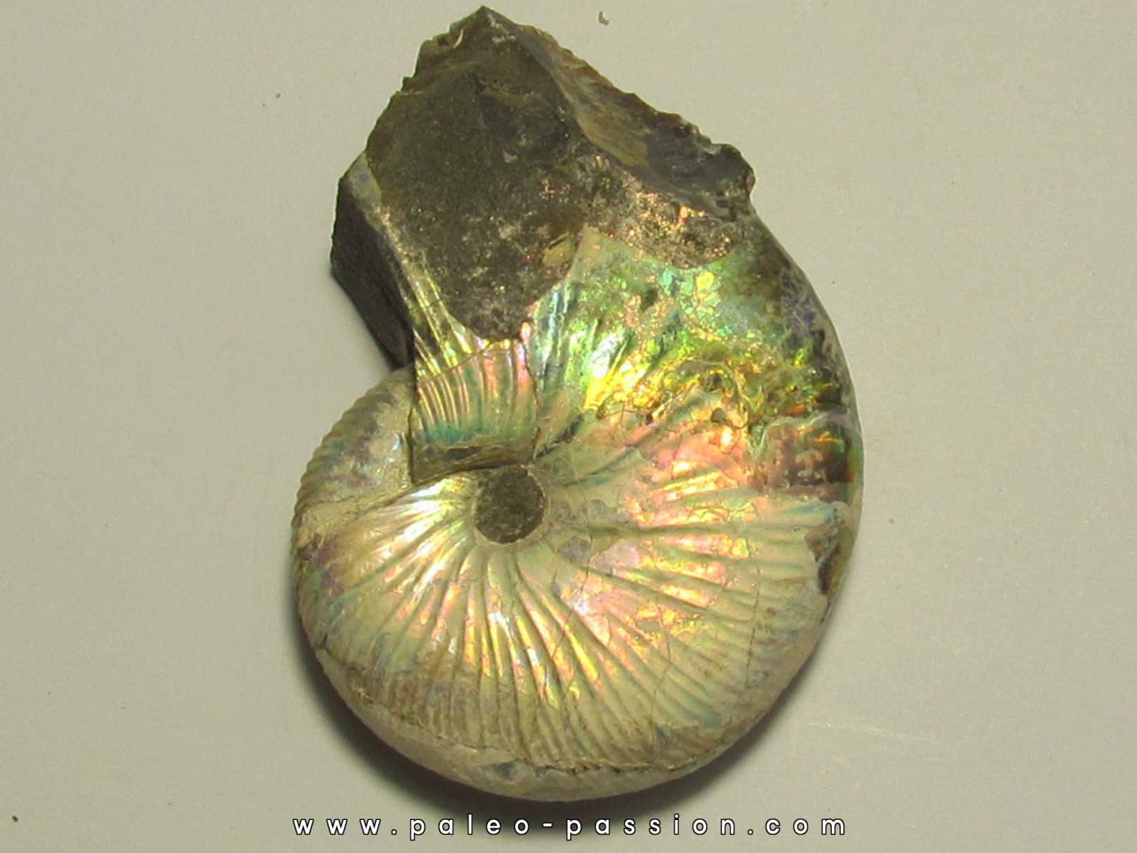 Hoploscaphites nicolletti (2)