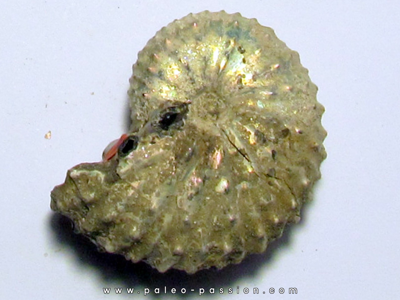 Discoscaphites conradi (1)