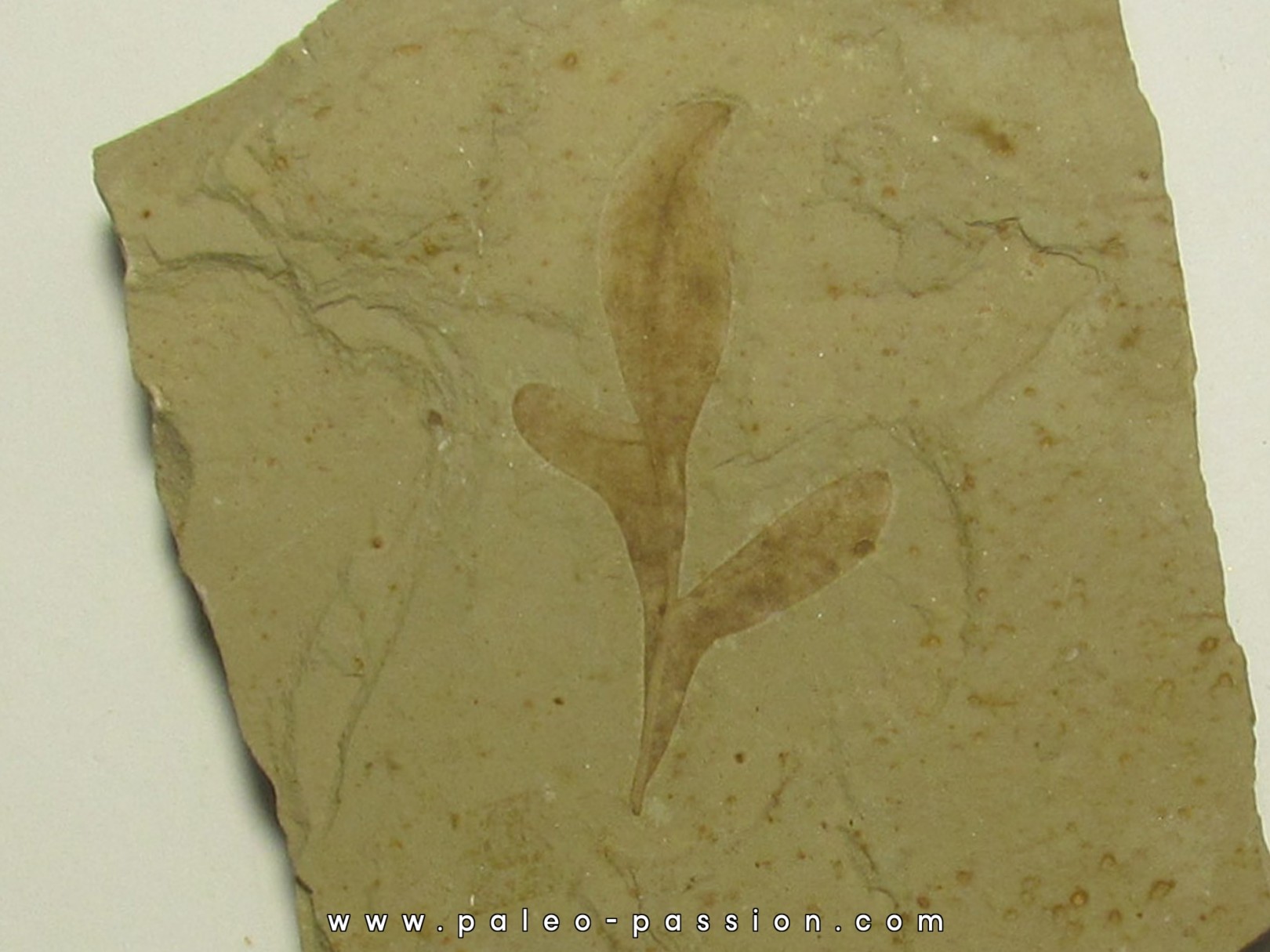 cardiospermum coloradensis (1) cardiospermum coloradensis (1)