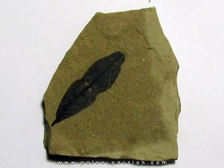 beilschmiedia eocenica (1)
