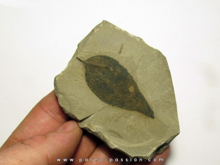 celtis mccoshii (1)