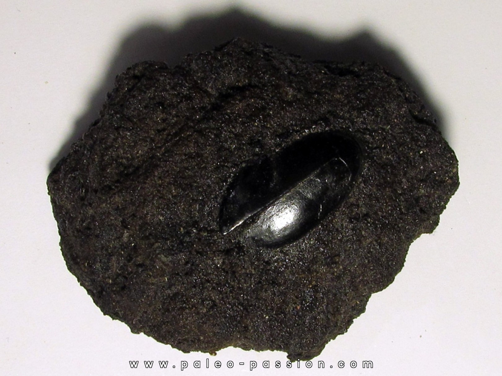 cybister explanatus - rancho la brea fmt (1) cybister explanatus - rancho la brea fmt (1)