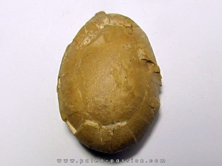 unknow bird egg - oligocene - badland