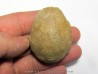 unknow bird egg - oligocene - badland