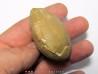 OEUF d'oiseau indeterminé - oligocene - badland OEUF d'oiseau indeterminé - oligocene - badland