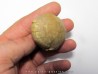 unknow bird egg - oligocene - badland