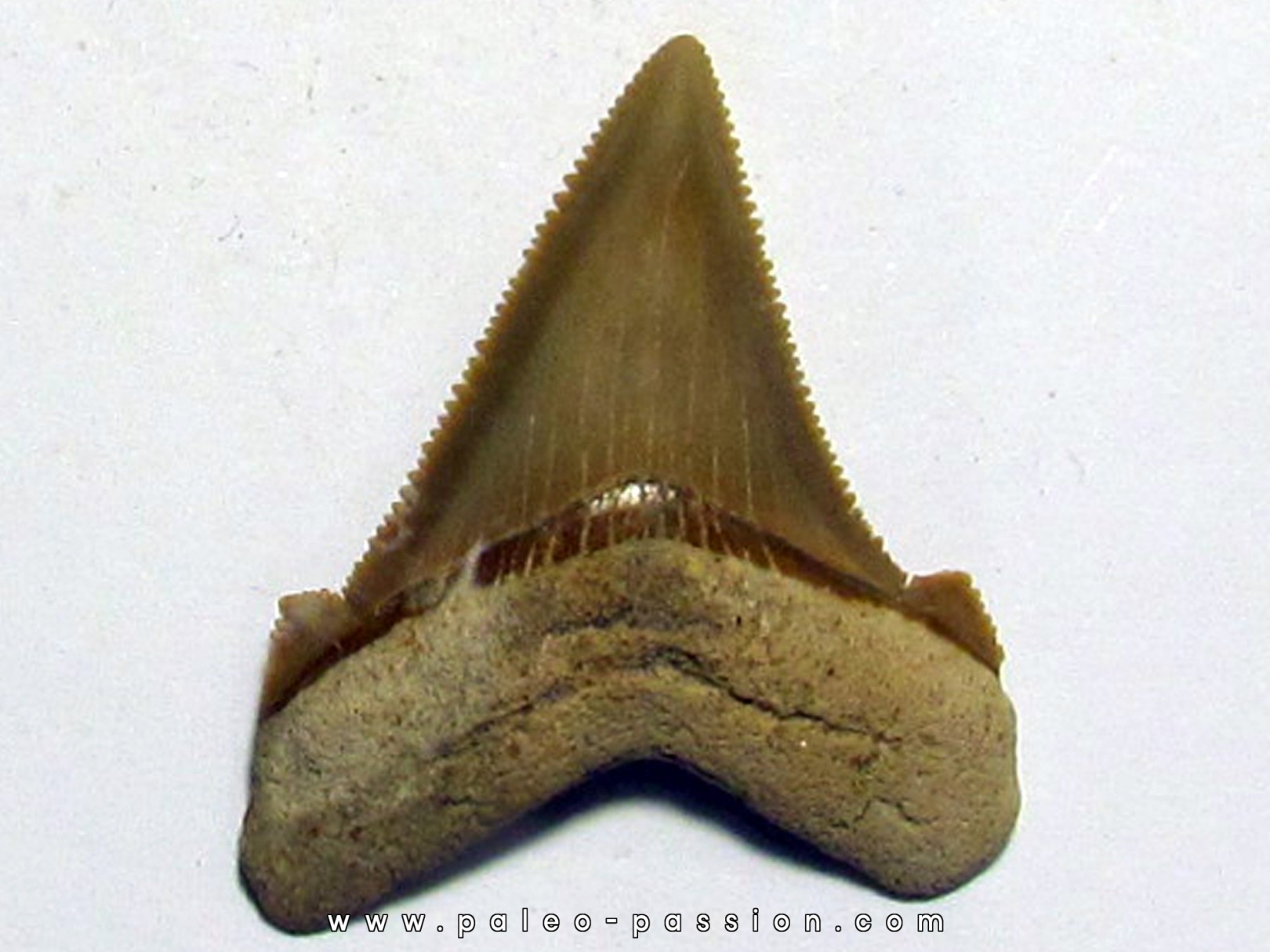 Carcharocles angustidens (2)