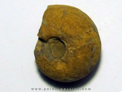 GLAPHYRITES EXCELSUS (3)