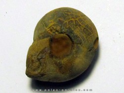 GLAPHYRITES EXCELSUS (4)
