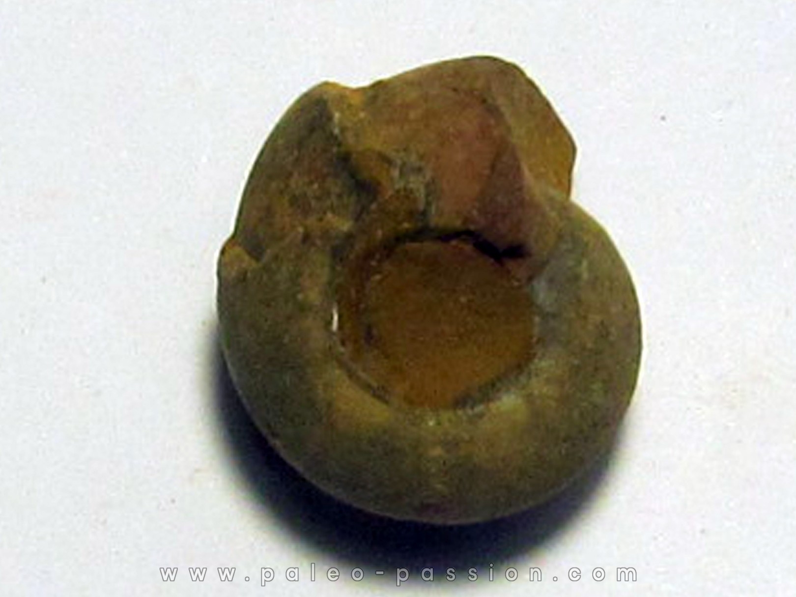 GLAPHYRITES EXCELSUS (6) GLAPHYRITES EXCELSUS (6)