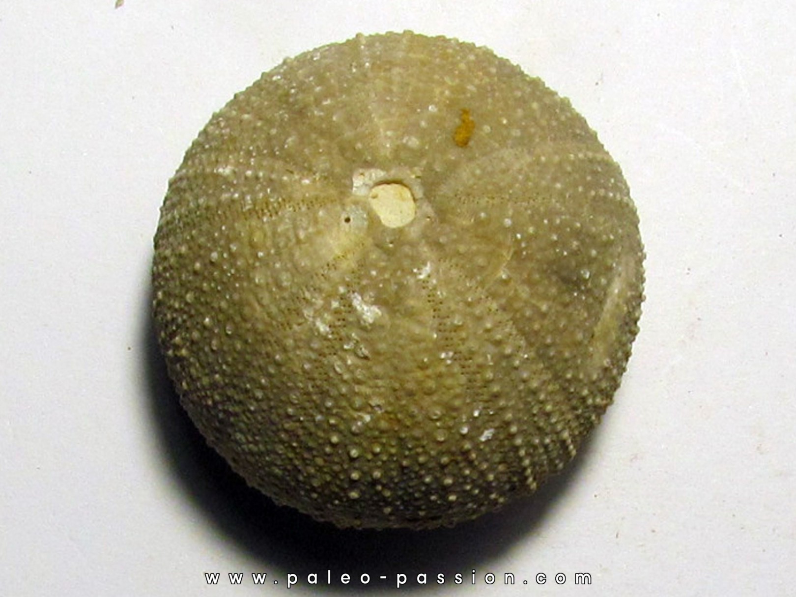 Psephechinus daguini (1) Psephechinus daguini (1)