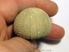 Psephechinus daguini (1) Psephechinus daguini (1)
