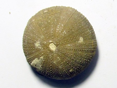 Psephechinus daguini (2)