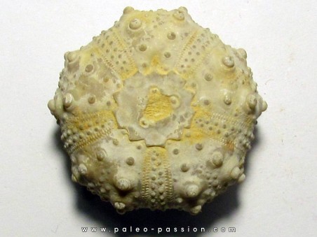 urchin GONIOPYGUS COUTINI (2)