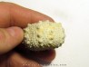 urchin GONIOPYGUS COUTINI (2) urchin GONIOPYGUS COUTINI (2)