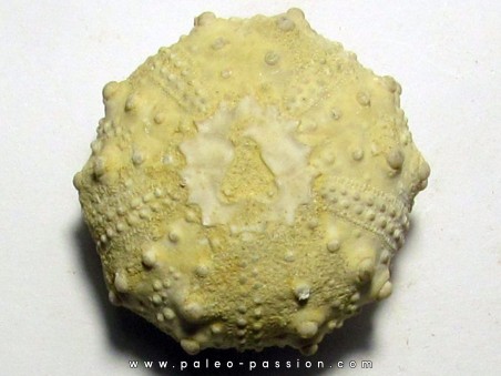 urchin GONIOPYGUS COUTINI (3)